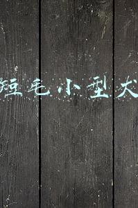 短毛小型犬