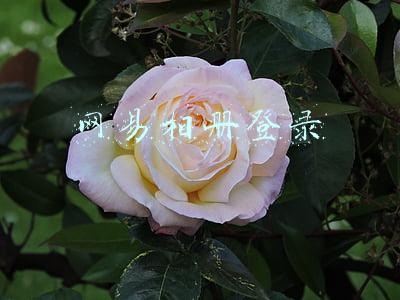 网易相册登录入口(网易相册正式停运：无法登录，不保留数据，会员退款)