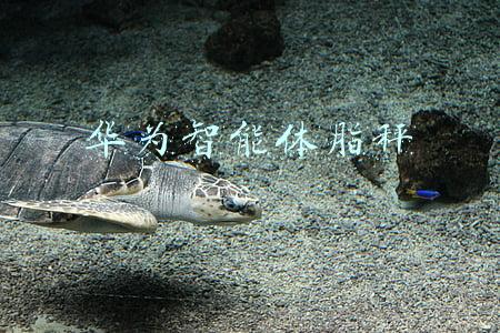 华为智能体脂秤