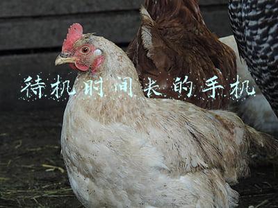 待机时间长的手机