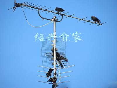 绍兴俞家