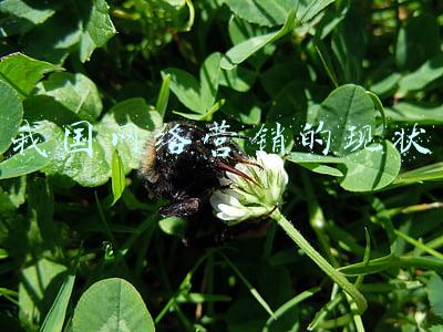 我国网络营销的现状及对策论文(干货！电子商务商环境下的市场营销论文探讨)