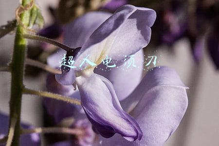 超人电须刀2700对比2701哪个好(（上接C7版）吉林省西点药业科技发展股份有限公司 首次公开发行股票并在创业板上市网下初步配售结果公告（下转C9版）)
