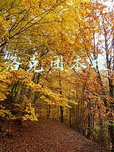 dnf希洛克团本攻略(DNF：希洛克关键机制盘点，学会了效率提升一倍)