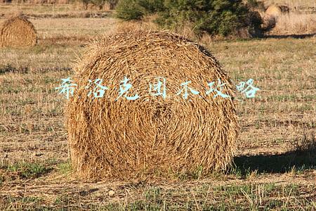 希洛克团本攻略小队(DNF：“官方代练”来了！APC小队模式实测，小号的最佳养成方式)