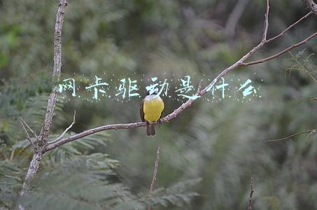 无线网卡驱动是什么(无线网卡驱动怎么安装)