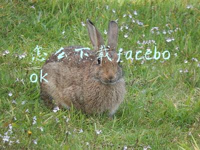 中国手机怎么下载facebook(投放准备系列 | Facebook个人号开通\u0026培养一点通)