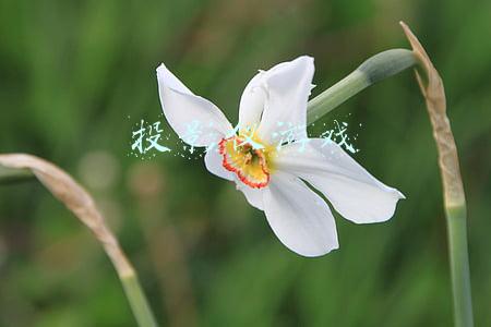 投影仪游戏下载(当贝投影仪竟然上线了腾讯云游戏)