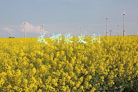 威娜染发剂