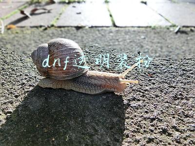 dnf透明装扮
