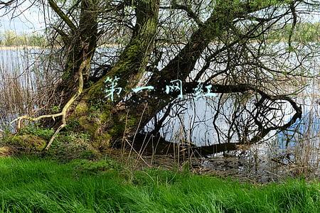 第一网红胜仔(抖音第一网红，巅峰赛冠军‘胜仔’是否走向没落？)