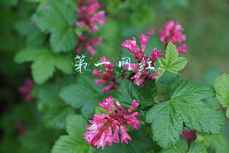 抖音第一网红(抖音网红排名2019，2019网红排行榜谁是第一？)