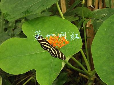 第一网红是谁(“第一网红”雪梨的传奇改命史)