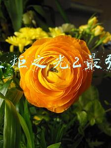 火炬之光2最强