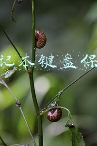 笔记本键盘膜怎么贴 通用的(如何优雅使用笔记本？键盘膜用户你够了)