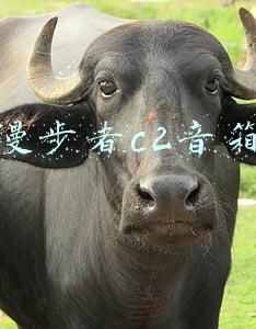 漫步者c2音箱怎么样(2021年音箱/音响选购推荐)