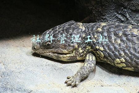 168社群管理工具(花2000元买一张脸？捏脸师告诉你「月入十万」的秘密)