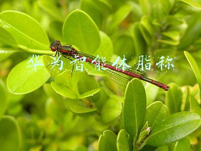 华为智能体脂称