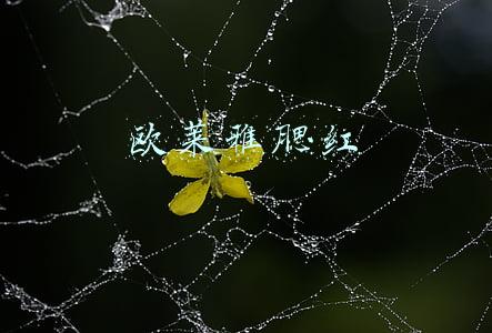 欧莱雅腮红