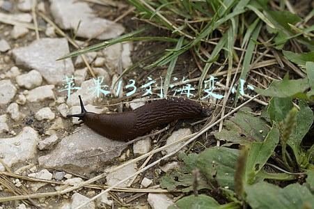 苹果13刘海变小