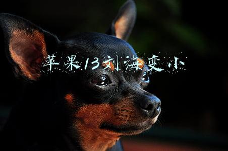 苹果13刘海变小