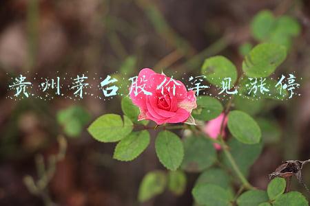 贵州茅台股价今日股价(白酒股上涨，贵州茅台股价重回2000元大关，酒会提价吗？)
