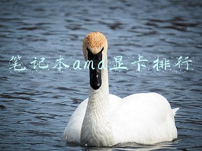 amd笔记本电脑cpu排行(笔记本CPU性能排行榜，笔记本CPU性能天梯图2022最新1月份)