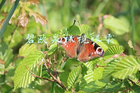 碧欧泉橄榄眼霜