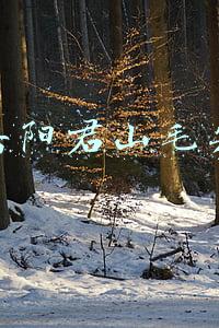 岳阳君山毛尖