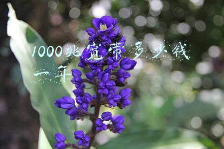 移动1000兆宽带多少钱一年(千兆光网冲刺通信“最后一米”武汉移动千兆宽带开启智能生活新时代)