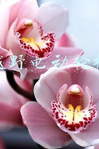 越野电动轮椅