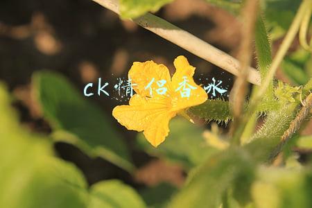 ck情侣香水