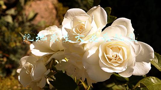 绝地求生大逃杀配置要求介绍(如果你准备玩绝地求生大逃杀，高性价比平台配置，你就按这个装机)