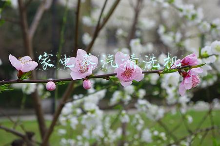 家电蒸汽清洗机