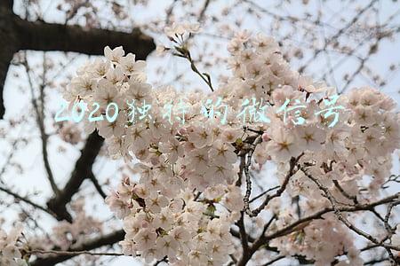 2020独特的微信号带名字(市委书记：我的微信不设好友验证，大家可以随时加好友……)