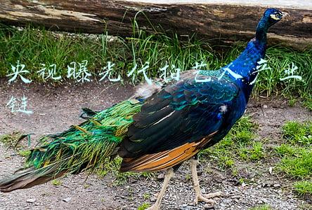 央视曝光代拍艺人产业链