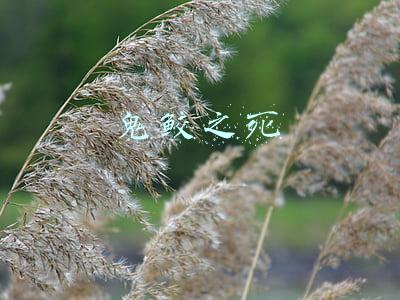 干柿鬼鲛之死(火影忍者中的真男人，干柿鬼鲛的悲惨的一生，只有鼬神能体会)