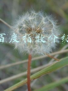 百度指数介绍