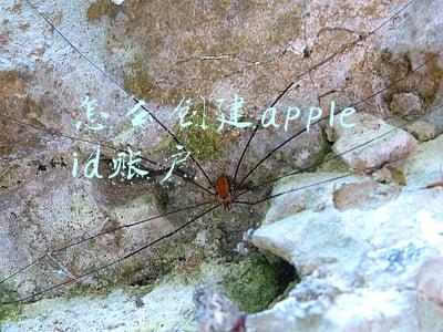 如何创苹果id帐户(如何注册苹果手机ID？)