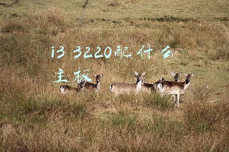 i3 3220配什么主板