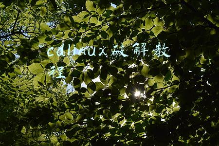 cdlinux破解无线网教程(Wifi密码破解实战之CDLinux使用教程)