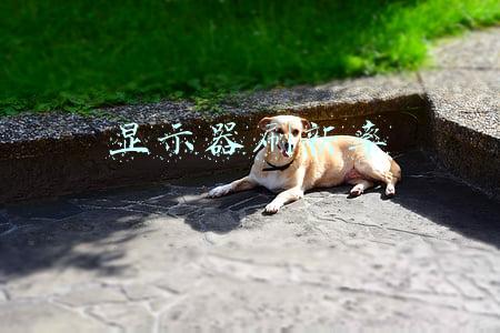 显示器刷新率测试(叁胖説：别浪费钱！啥样的显示器刷新率适合你？)