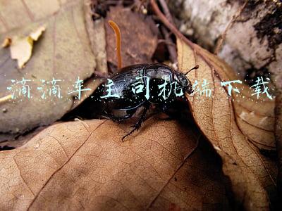 滴滴车主司机端下载老版本(半价打车，薅了谁的羊毛？)