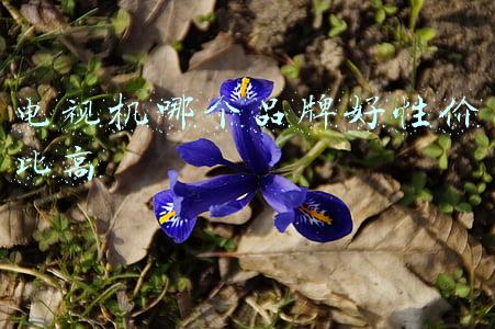 电视机哪个品牌好性价比高