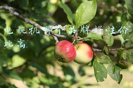 家用电视机哪个品牌好性价比高(新年电视机降价？电视机品牌排行榜，这几款电视机价格低口碑好)