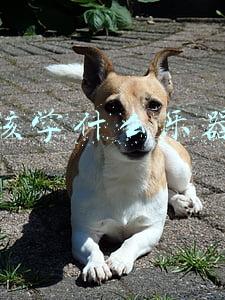 8岁男孩学什么乐器好(哆蒙视唱练耳：哪件乐器，适合我的孩子？（民族乐器·热门篇）)