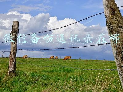 微信备份通讯录在哪里找出来(微信通讯录备份方法)