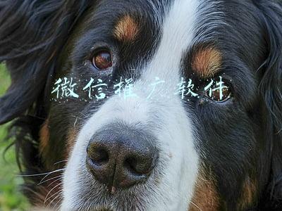 微信推广软件