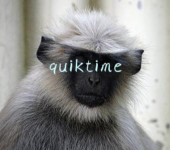 quicktime(QuickTime Player 真的只是一个鸡肋视频播放器吗)