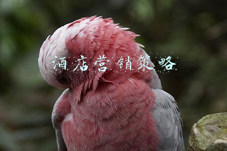 酒店销售方案(抓住新机遇，让酒店营销更简单)
